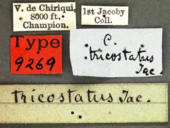 Media type: image; Entomology 9269   Aspect: labels